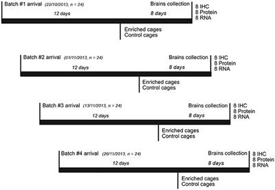 Effects of Environmental Enrichment on Doublecortin and BDNF Expression along the Dorso-Ventral Axis of the Dentate Gyrus